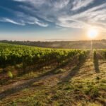 tuscany-grape-field-nature-51947-51947.jpg