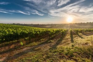 tuscany-grape-field-nature-51947-51947.jpg