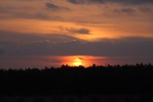 sunset, sky, forest